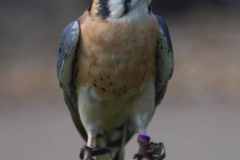 AmericanKestrel2-scaled