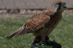 HenHarrier1-scaled