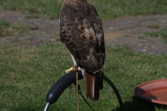 falcon1-scaled