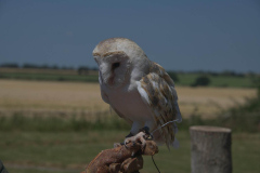 Barn Owl