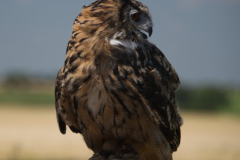 Eagle Owl