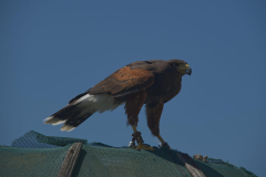 Harris Hawk