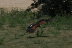 Harris Hawk