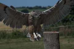 Short Eared Owl