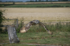 Short Eared Owl