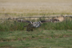 Short Eared Owl