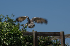 Short Eared Owl