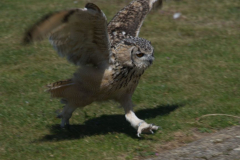 Short Eared Owl