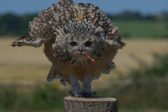 Short Eared Owl