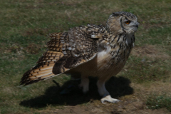 Short Eared Owl