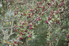 DSC7931